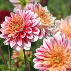 Dahlias, Dahlia Types, dahlia Varieties, Cactus Dahlias, Semi Cactus Dahlias, Decorative Dahlias, Pompon Dahlias, Ball Dahlias, Anemone Dahlias, Collarette Dahlias, Mignon Dahlias, Single Dahlias, Peony Dahlias, Orchid Dahlias, Waterlily Dahlias